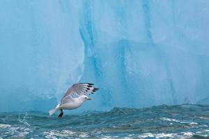 una gaviota volando frente a un iceberg en el ártico foto