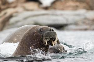 A walrus swimming in Svalbard in the Arctic photo