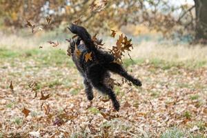 un cachorro de bordoodle jugando en las hojas de otoño foto