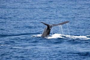 cachalote muestra cola mientras bucea en el mar en madeira foto