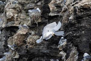 una colonia de gaviotas tridáctilas en svalbard en el ártico foto