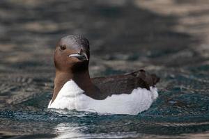 brunnichs araos en el mar en alkefjellet, svalbard foto