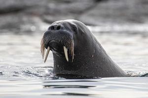 A walrus swimming in Svalbard in the Arctic photo