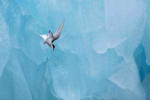 un charrán ártico, cazando frente a un iceberg en el ártico foto