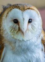 Close up of a Barn owls face photo