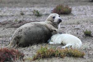 Foca gris madre con cachorro en la playa en Blakeney Point foto