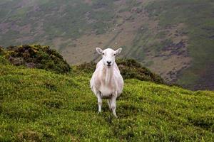 una oveja en el páramo en shropshire foto