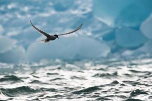 un charrán ártico, cazando frente a un iceberg en el ártico foto