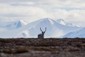 Reindeer on the tundra in front of mountains in the Arctic photo