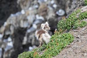 un zorro ártico con abrigo de verano, buscando pájaros y huevos foto