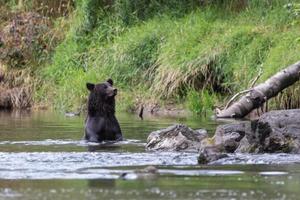 oso pardo grizzly en el río en bella coola foto