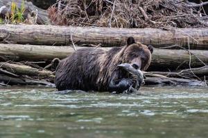 Cachorro de oso pardo grizzly comiendo salmón en bella coola foto