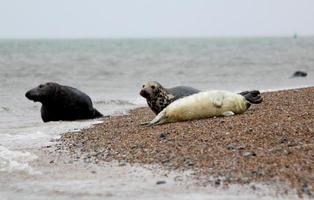 Foca gris madre con cachorro en la playa en Blakeney Point foto