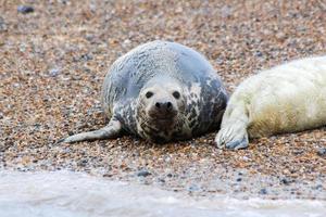 Grey seal mother with pup on the beach at Blakeney point photo