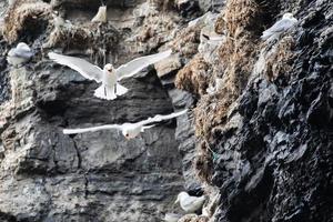 A kittiwake colony in Svalbard in the the Arctic photo