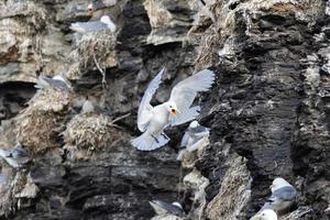 A kittiwake colony in Svalbard in the the Arctic photo