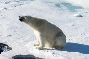 un oso polar en el hielo marino en el ártico foto