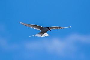 Arctic tern, hovering whilst hunting in the Arctic photo