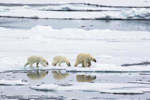 Mother Polar bear, with two cubs on sea ice in the Arctic photo