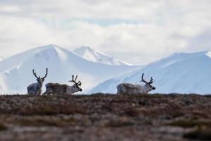 Reindeer on the tundra in front of mountains in the Arctic photo