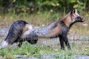 A red fox stretching in British columbia photo