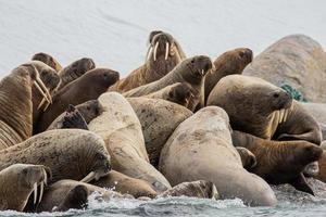 una colonia de morsas en svalbard en el ártico foto