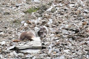 un zorro ártico con abrigo de verano, buscando pájaros y huevos foto