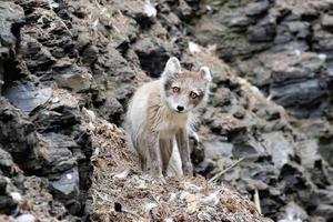 un zorro ártico con abrigo de verano, buscando pájaros y huevos