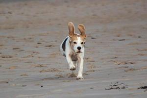 A Beagle dog playing on the beach photo