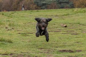 A bordoodle puppy running in the park photo