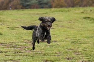 un cachorro de bordoodle corriendo en el parque foto