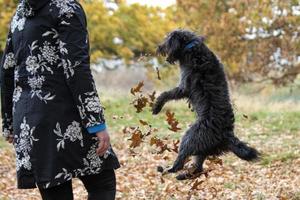 un cachorro de bordoodle jugando en las hojas de otoño foto