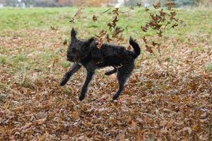 A bordoodle puppy playing in the autumn leaves photo