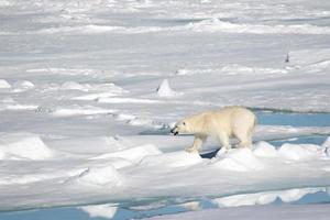 un oso polar en el hielo marino en el ártico foto