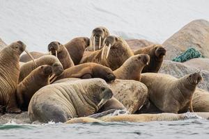 una colonia de morsas en svalbard en el ártico foto