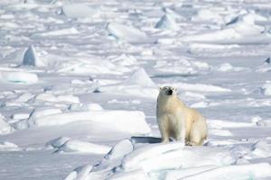 un oso polar en el hielo marino en el ártico foto