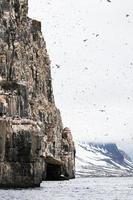 colonia de araos brunnichs en alkefjellet, svalbard foto