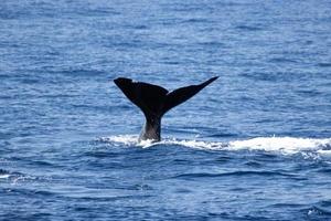 Sperm whale shows tail whilst diving in the sea in Madeira photo