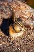 una ardilla listada en squamish cananda foto