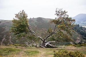 un árbol partido por la mitad en la ladera de una colina en Shropshire foto