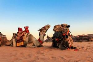Camels at sunrise in Wadi rum in the Jordanian desert photo