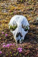 Polar bear cub skull on the tundra photo