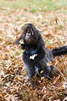 un cachorro de bordoodle jugando en las hojas de otoño foto