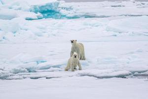 bebés de oso polar en el hielo marino en el ártico foto