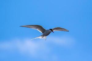 Arctic tern, hovering whilst hunting in the Arctic photo
