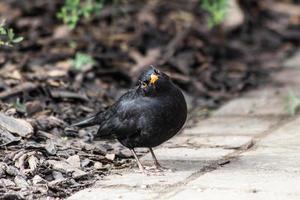 un mirlo alimentándose en el jardín foto