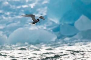 An Arctic tern, hunting in front of an iceberg in the Arctic