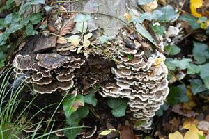 Fungus growing on rotten wood in the forest photo