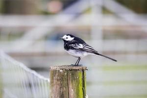 Pied wag tail perched on a fence post photo