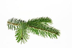 Green spruce branch on a white background close-up photo